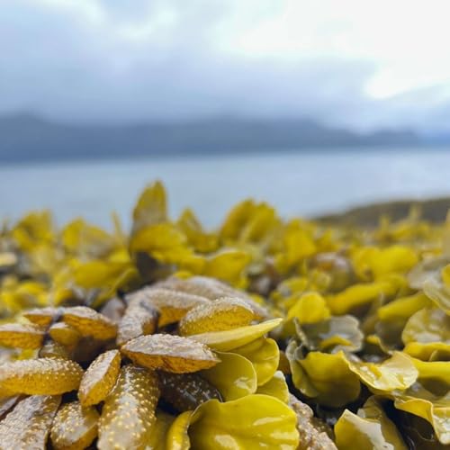 #8 &ndash; Cruising Toward a Pollution Solution: How a Healthy Ecosystem and Cruise Ship Tourism Can Coexist