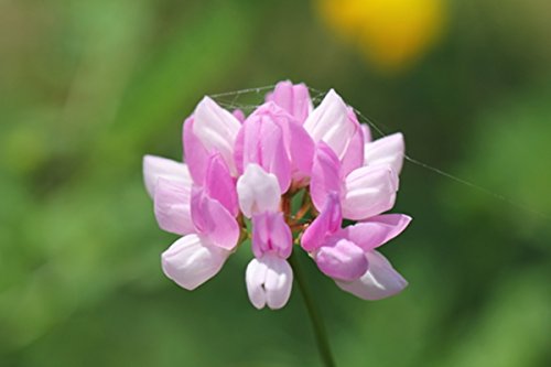 Nitro Coat Crown Vetch Seeds For Wildlife Food Plots And Soil Erosion Control (10,000 Seeds) #TOP3