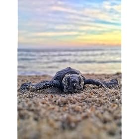 Discover the Essence: Buy Lost Years Rum Four Island Blend – Caribbean Perfection in a Trio! Discover the Essence: Buy Lost Years Rum Four Island Blend - Caribbean Perfection in a Trio! – Twelve Green Bottles