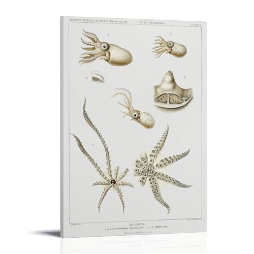 Octopus Varieties Set Illustration by Carl Chun Poster�C���e���A�f�U�C���A�A�[�g�v�����g�̑����A�����̐V�����Ƃ̑��蕨�̂��߂̔������|�X�^�[16x24inch(40x60cm) Frame-style