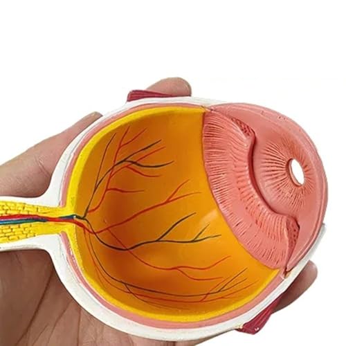 Modèle d'anatomie du globe oculaire détachable pour étude médicale - 4