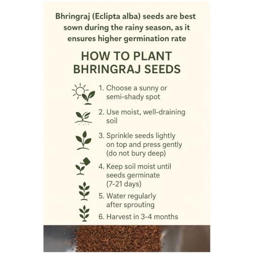 Image of (190 Count) Bhringraj Plant Seeds - Known for Hair Strength and Health Benefits