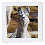 Square dimensions (in inches): 16 L x 16 W, image dimensions (in inches): 14 L x 14 W 100% poloyester; image is soft to touch. Made in USA Edges have pinking shear cut Image will not fade with washing. Image not a transfer, part of material