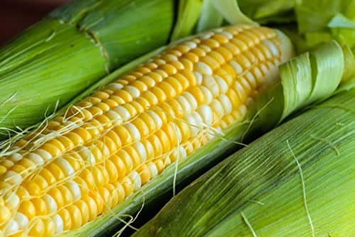 120 Peaches And Cream Hybrid Sweet Corn Seeds Heirloom Non Gmo 1 Oz Garden Vegetable Bulk Survival #TOP27