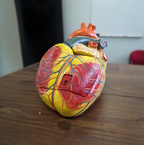 Modèle anatomique de cœur humain pour démonstration médicale Axis