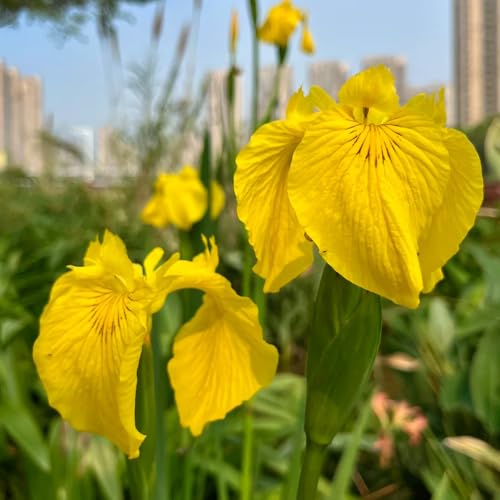 Comprar bulbos de iris, plantas exóticas Bulbos de iris, plantas resistentes para el jardín invernaderos de balcón semillas de bonsái plantando lirios bulbos de flores de floración 5pcs