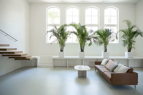 Dypsis Lutescens - Goudpalm - Kamerplant - Onderhoudsvriendelijk - ⌀24 cm - 140-150 cm - Afbeelding 6