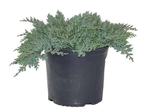 Dwarf Japanese Garden Juniper, green leafed evergreen in 3 Gallon pot - Juniper Procumbens 'Nana'