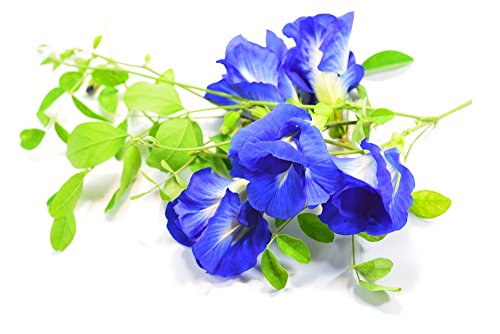 Butterfly pea Flowers Whole, Dried Herb 100% (1000 g)