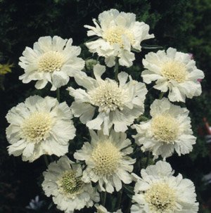 Scabiosa caucasica Perfecta Alba 1,000 Seeds