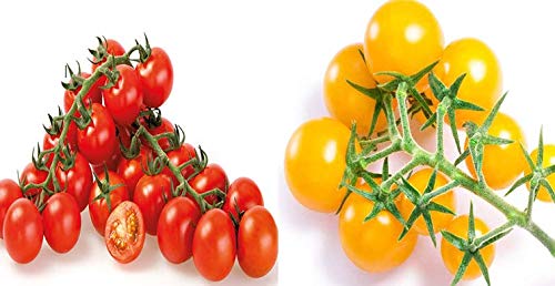Organic Cherry Tomato Dwarf Mix Color 100+ Seeds, Red & Yellow, Non-Gmo Seeds (B082D1BDYL) Amazon Price History, Amazon Price Tracker