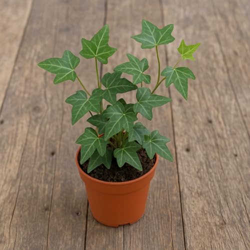 English Ivy (Hedera Helix) – Live Plant in 2 Inch