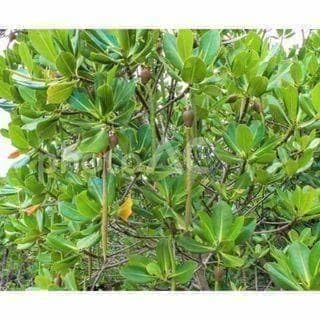 Amazon｜ヤエヤマヒルギ マングローブ 苗 アクアリウム 等 観葉 植物