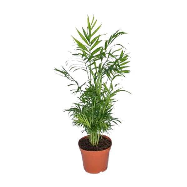Chamaedorea Elegans meksykańska palma górska, Ø 17 cm x wys. 55 cm, łatwa w pielęgnacji, do półcienia, oczyszcza powietrze, w doniczce na rośliny, bezpośrednio z ogrodnictwa