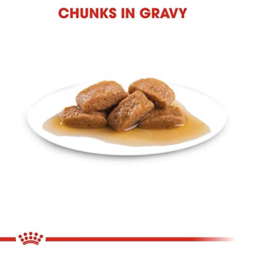 ROYAL CANIN Feuchte Lebensmittel Maxi Alter 8+ Fleischstücke in Senior Hundesauce von großen Rennen - Box 10 x 140 g (Taschen)