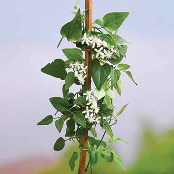 Mphmi Live Plants Nursery Garden Ranjai Plant, Clematis heynei - Plant (B0BV2KM4PJ) Amazon Price History, Amazon Price Tracker