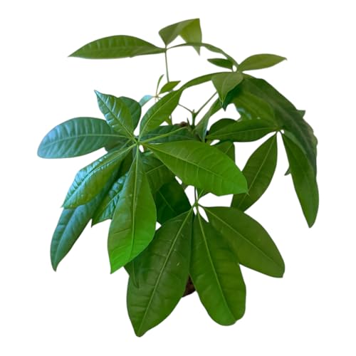 Image of Money Tree Live Plant | 14-22 Inches Tall Bonsai | Easy to Grow Indoor Houseplant | Home, Office, or Room Decor | Birthday, Housewarming Gift (White)