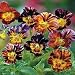 25+ Viola Brushstrokes Flower Seeds Mix/ Disease Resistant Perennial