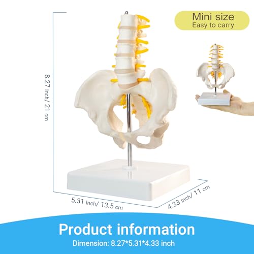 Image of Male Pelvis Model, Educational Model with 5 Lumbar Vertebrae and Spine with Spinal Nerves for Medical Research and Educational Practice