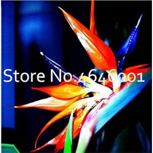 . 100 Pz Strelitzia Bonsai Garden Perenni Fiore Uccello del Paradiso Strelitzia piante giardino le fiore decorativo Bonsai: 19: Only Seeds
