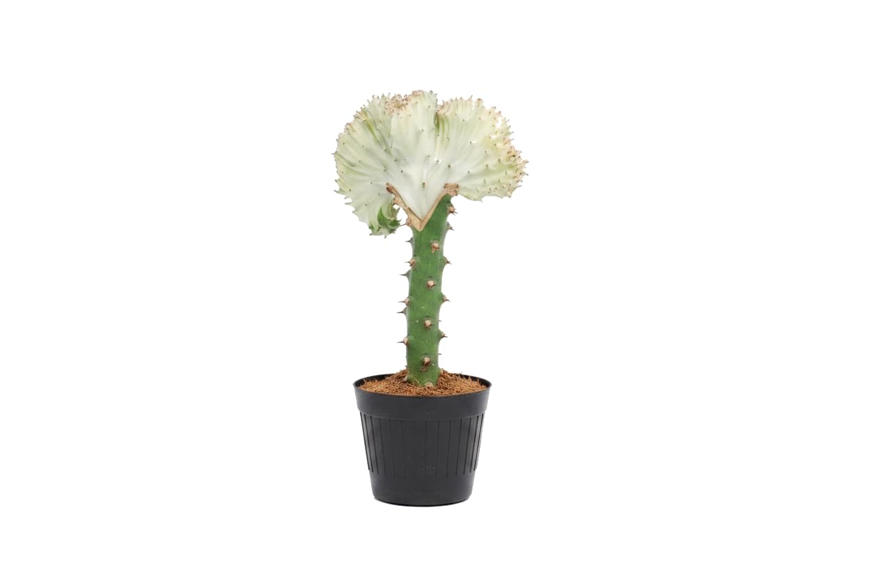 DECOALIVE Euphorbia Lactea Cristata con Cactus Coral | Planta Viva Ornamental | 12 cm Diámetro | 20 cm Altura