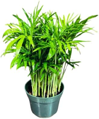 Live Parlor Palm in a 3 inch Nursery Pot - Golden Cane Palm Tree - Air Purifier Plant for Home Decor - Office Gift Indoor Plant