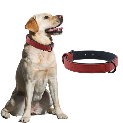 Collar de Perro de Cuero, Collar de Piel Suave Acolchada, Collars de Perro Cómodo y Duradero Anilla en D para tamaños Pequeño Mediano (S)