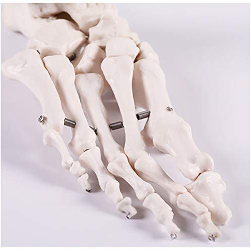Sjdopulse A Foot Skeleton Model - Lifesize Foot Bone Model Human Skeleton Foot Nkle Bone Joint Natomy Model For Orthopedics Teaching Demonstration Model (A)