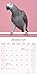 African Greys 2026 Calendar | Square Wall Calendar | Bird Gift | Plastic Free Packaging | by Avonside Publishing