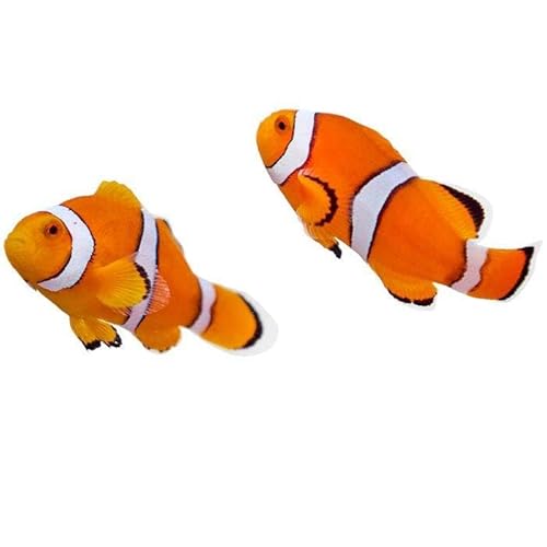 2-Pack Live True Percula Clownfish, Captive Bred Saltwater Aquarium Fish, Hardy Peaceful Reef-Safe Marine Species for Reef Tanks