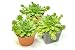 Hen and Chicks Succulents (3 Pack) Live Sempervivum Houseleek Succulent Rooted in Planter Pots | Flowering Geometric Rosette Plant by Plants for Pets