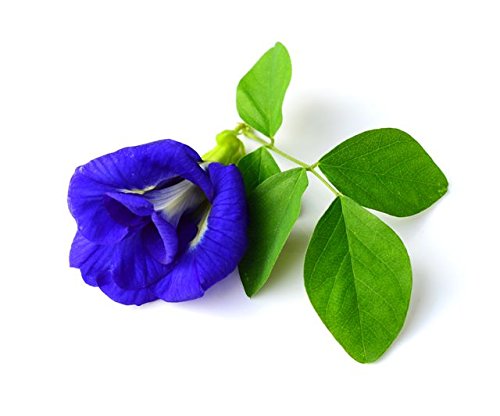 Wild Hibiscus Blue-Tee 100% Pure Butterfly Pea Flower Tea - 1.1 Oz #TOP2