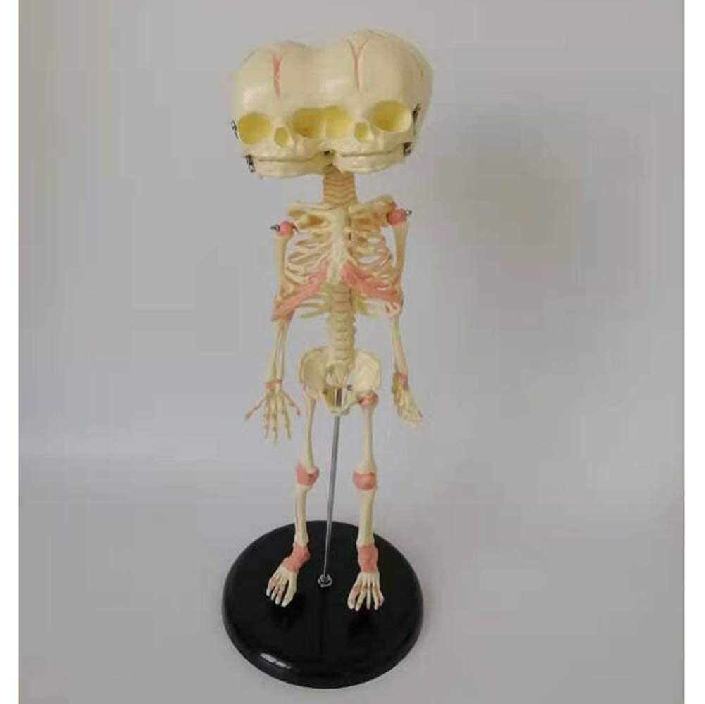 Amazon.com: Anatomy Model Assembly Model 3 Eyes Baby Skeleton