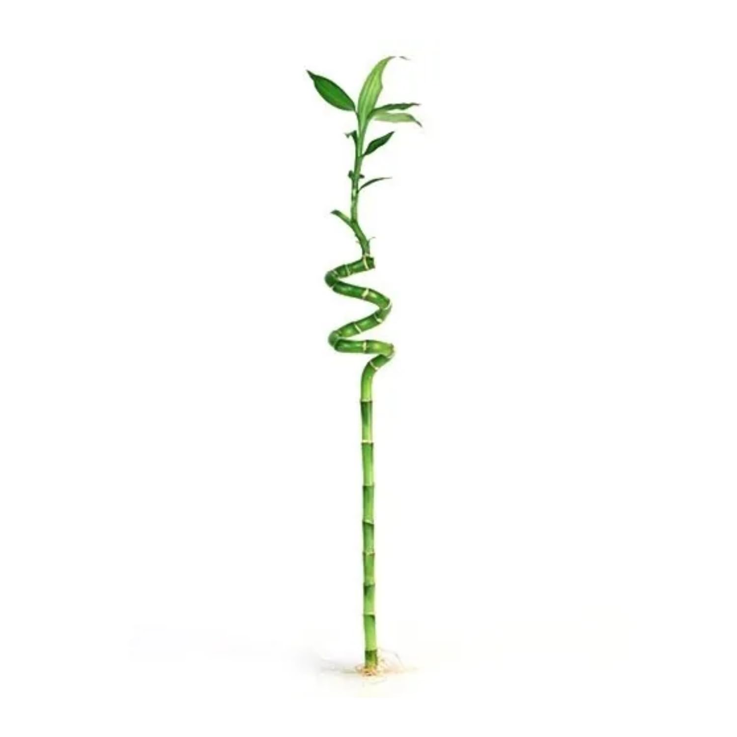 Hug A Plant | Lucky Bamboo Spiral 60cm (Home & Garden) (B0CB5K4D45) Amazon Price History, Amazon Price Tracker