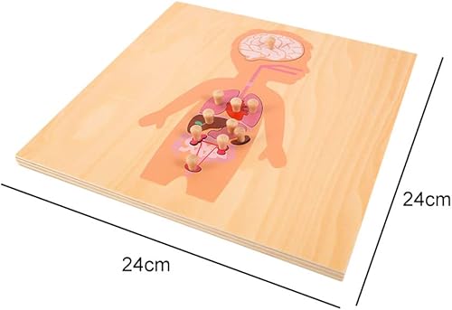 Miniatura 4 de shamjina Rompecabezas de madera Montessori Science Puzzle Learning Anatomy Set de cuerpo humano, rompecabezas para niños y niñas a partir de 3 años,