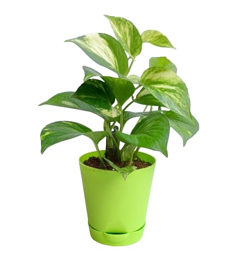 TENDER LEAVES Air-Purifying Plants Combo Pack Of 4 HealthyPlants (green+Golden+Neyon money Plant+Chineese money Plant) Home Decorative Air-purifing Plant In Grow-Bag.