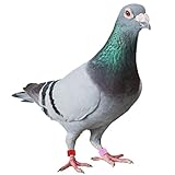 Popular para palomas, cacatúas, periquitos, loros y otras aves.