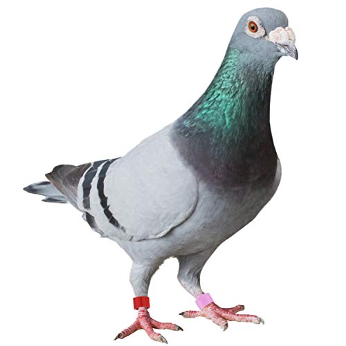 100PCS Bird Leg Bands - Colorful Plastic Identification Ring Pigeon Foot Rings, Chicken Leg Band Leg Rings for Pigeon/Poultry/Birds - 8mm - Image 4