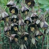 25+ Aquilegia Chocolate Soldier Columbine Chocolate and Green Bi-color Flower Seeds / Perennial