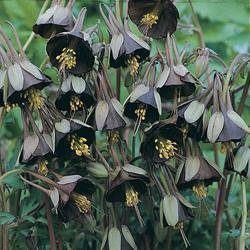25+ Aquilegia Chocolate Soldier Columbine Chocolate and Green Bi-color Flower Seeds / Perennial 25+ Aquilegia Chocolate Soldier Columbine Chocolate and Green Bi-color Flower Seeds / Perennial