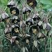 25+ Aquilegia Chocolate Soldier Columbine Chocolate and Green Bi-color Flower Seeds / Perennial