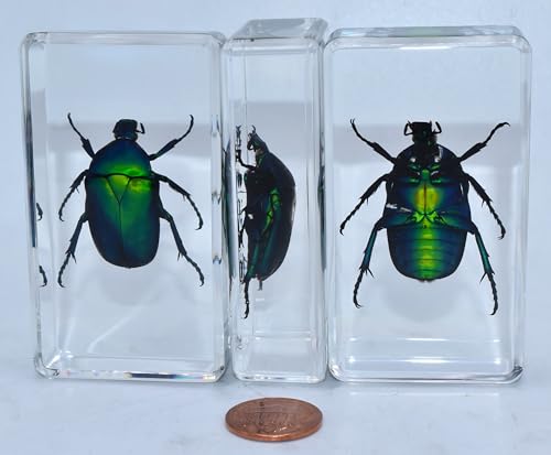 Image of 2.9 inch Real Blue Rose Chafer Beetle in Crystal Clear Lucite Resin Paperweight Specimen Preserved Trigonophorus Rothschildi Insect Taxidermy Collection for Biology Science Education Desk Display Supplies