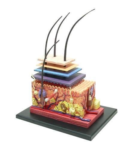 AMhuui Human Skin Structure,4D Vision Anatomy Model for Biology Minimally Invasive Cosmetic Surgery Teaching Models Assembling Toy Medical Educational Training Aid