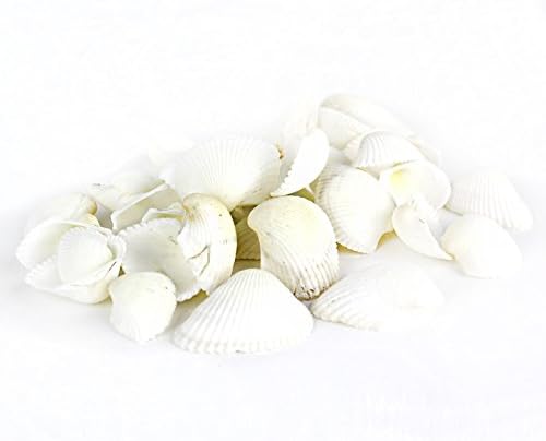 Miniatura 6 de Surtido de caracoles y conchas de mar diferentes tamaños hasta 2 pulgadas bolsa de 50conchas de mar