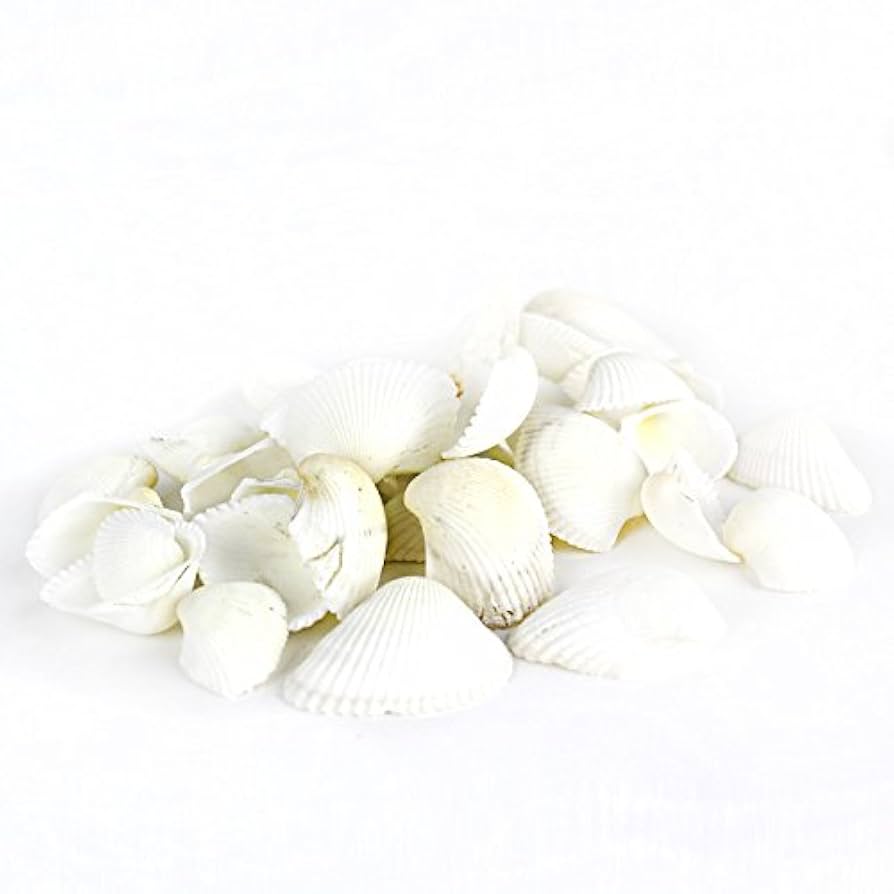 大きい貝殻 Amazon.co.jp: Super Z Outlet 貝殻ミックスビーチ貝殻 - 最大2