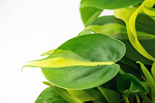 Trailing Combi Pack | Scanden, Gouden, Brasil - Afbeelding 6