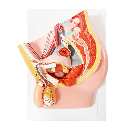 Merinden Male Pelvis Reproductive Anatomy Model, Life Size Pelvis Model on Baseboard, 5-Parts Pelvis Organ Model with Muscular, Urinary, and Reproductive System, Detailed Product Manual - Thumbnail 7