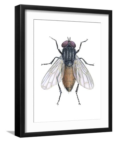 ART.COM Wall Art Print Housefly (Musca Domestica), Insects on Black Frame by Encyclopaedia Britannica, 16