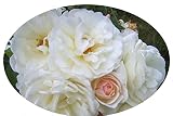 Prom Queen Old Garden Antique Own Root Climbing Rose Double White Repeat Bloomer Starter Size Emeral