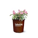 Best Flowering Plants for South Florida: Vibrant Choices for Your Garden 6 41wpvdLKRaL. SL160